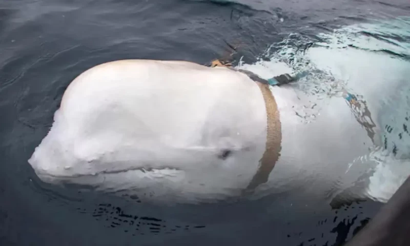 Russian spy whale found dead near Norway