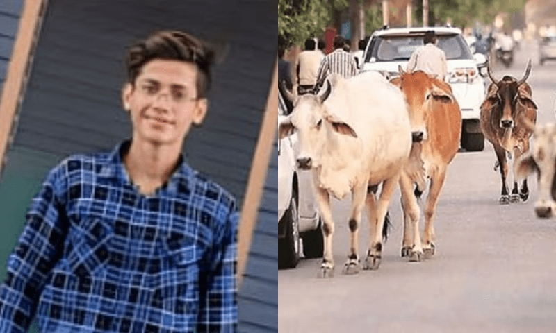 Indian teenager shot after being mistaken for cow smuggler