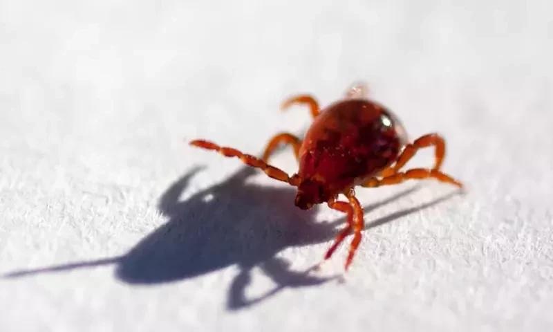 Two new cases of Congo Virus reported in Balochistan