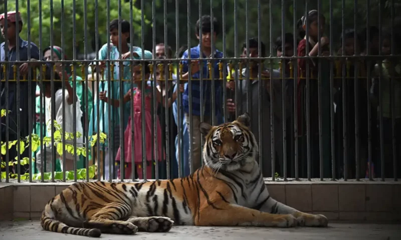 Karachi Zoo&rsquo;s last Bengal tigress dies