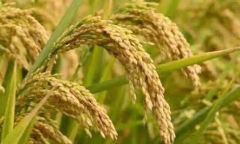 India removes floor price for basmati rice exports to claw back global share