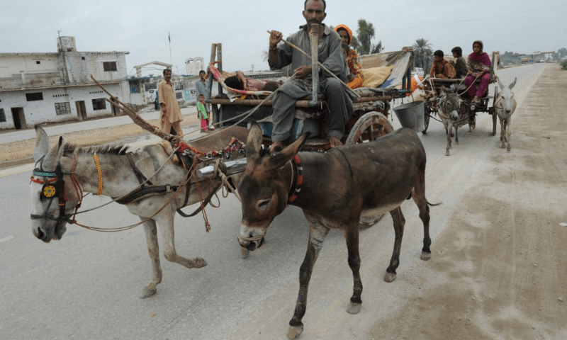 Donkey prices skyrocket in Pakistan, after demand from China