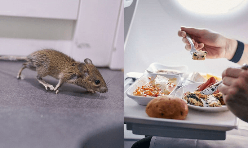 Live mouse inside food causes plane to make emergency landing
