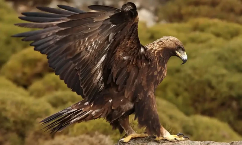 Wildlife Department recovers eagle worth over Rs100 million