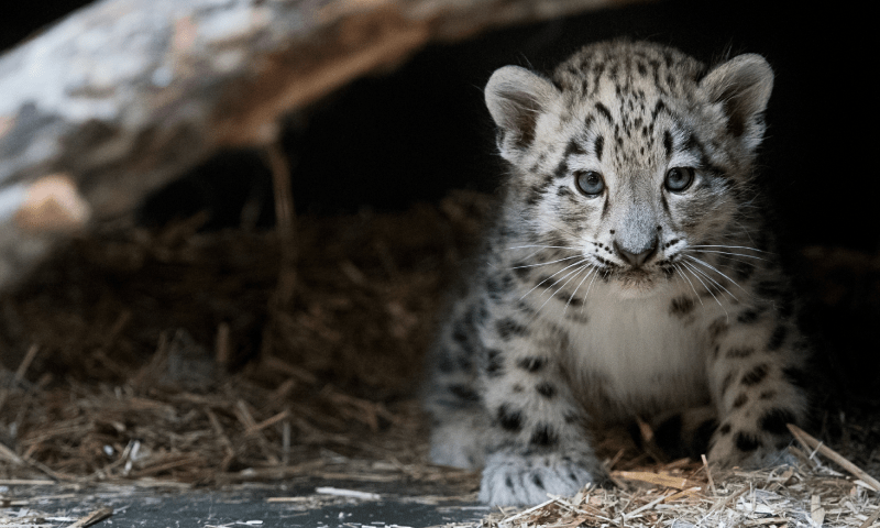 Snow leopard cub rescued from house in GB