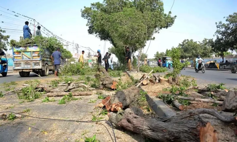 Sindh High Court bans cutting down trees during construction projects
