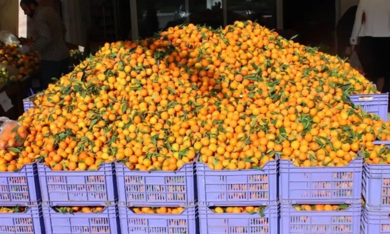 Russia to accept mandarins and rice in place of cash in trade with Pak