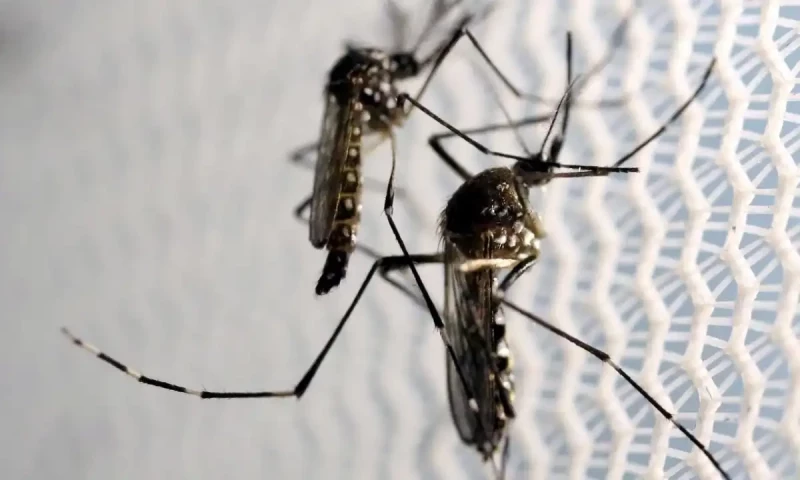 Urgent advisory issued by Ministry after dengue cases soar