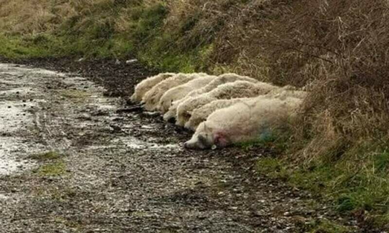 40 sheep killed after being struck by train in Nowshera