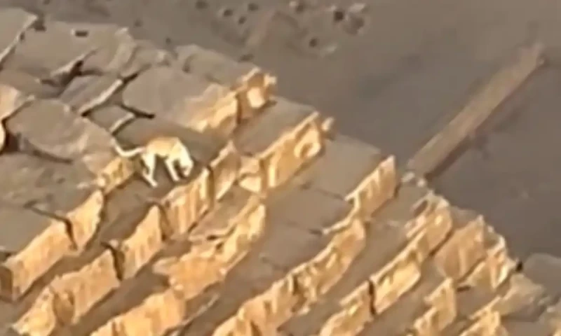 Paraglider spots dog on top of Great Pyramid of Giza