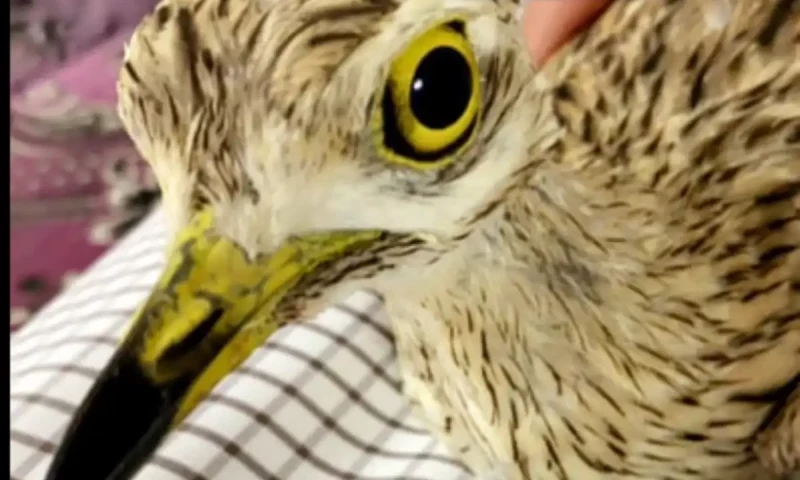 Endangered migratory birds seized in Sharjah during raids