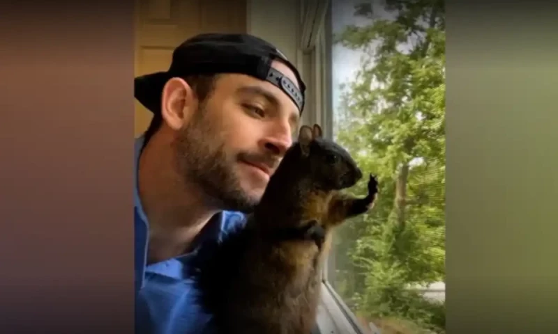 Peanut the Squirrel euthanised after rabies testing by New York wildlife authorities