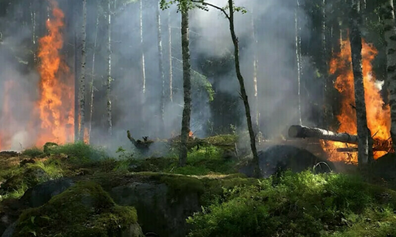 Fire in Abbottabad&rsquo;s forest still not brought under control