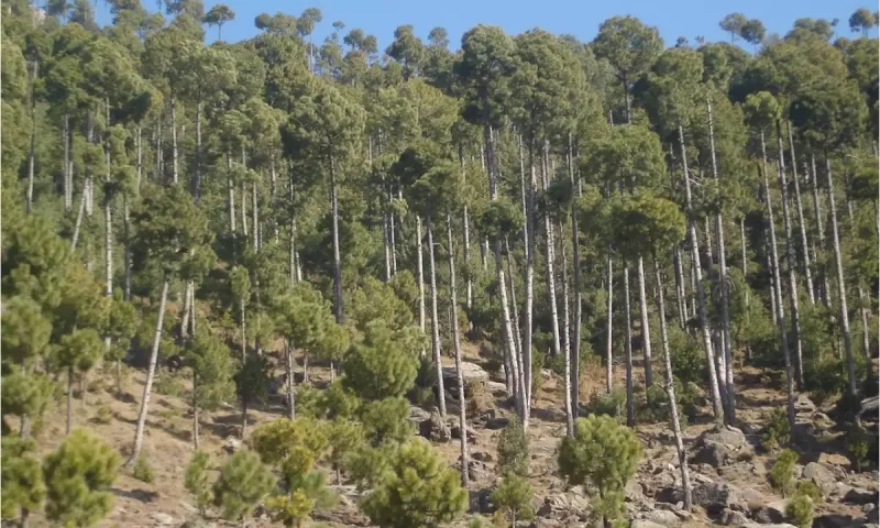 Punjab increases penalties for forest offences under new regulations