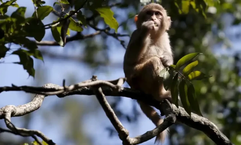 43 monkeys escape from South Carolina medical research lab