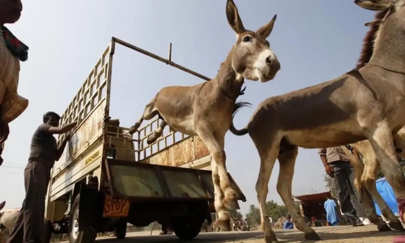 Donkey prices soar in Pakistani due to high demand from China