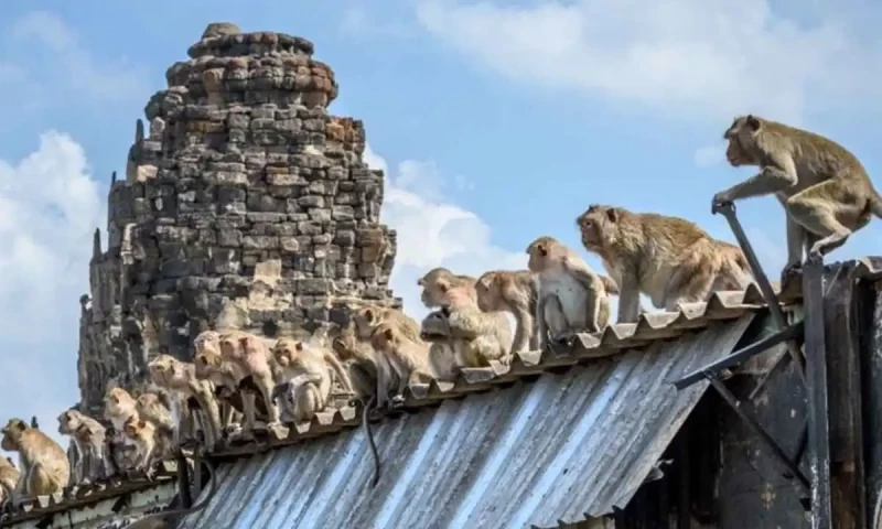 Mob of 200 monkeys storm Thai police station