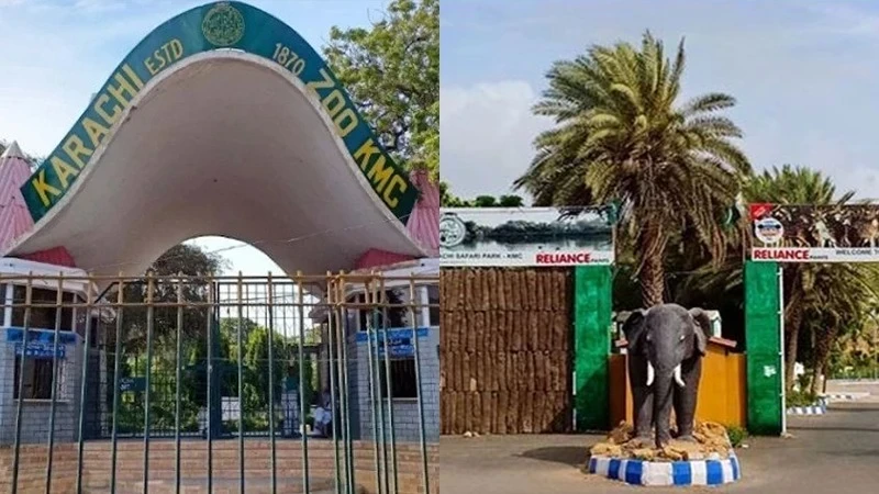 Four monkeys cause commotion in Karachi&rsquo;s Garden area