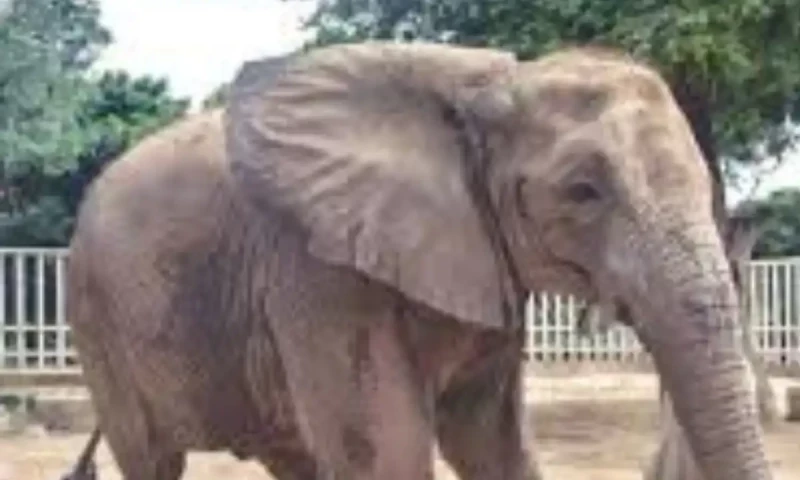 Madhubala the elephant transferred to Safari park after 15 years at Karachi Zoo