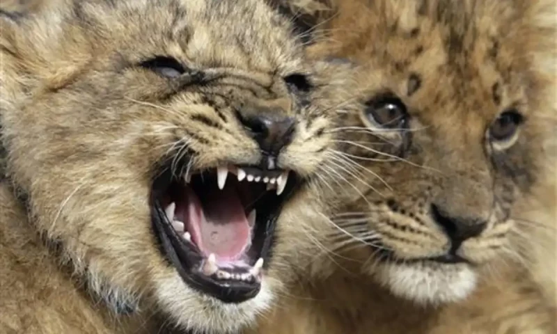 Lahore Safari Zoo welcomes seven new lion cubs, increasing total to 29
