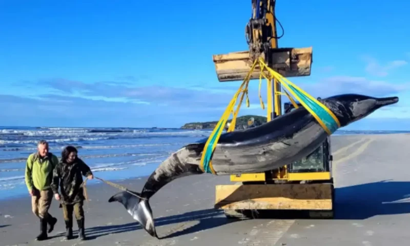 New Zealand scientists begin dissection of extremely rare spade-toothed whale