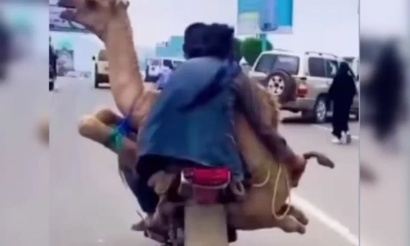 Video video: Camel transported on motorcycle by two men