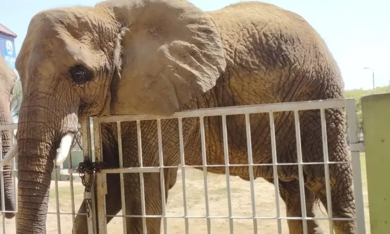 Female elephant, Sonia, suddenly dies in Safari Park