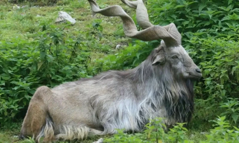 American hunter sets record with $271,000 bid for first markhor of the season