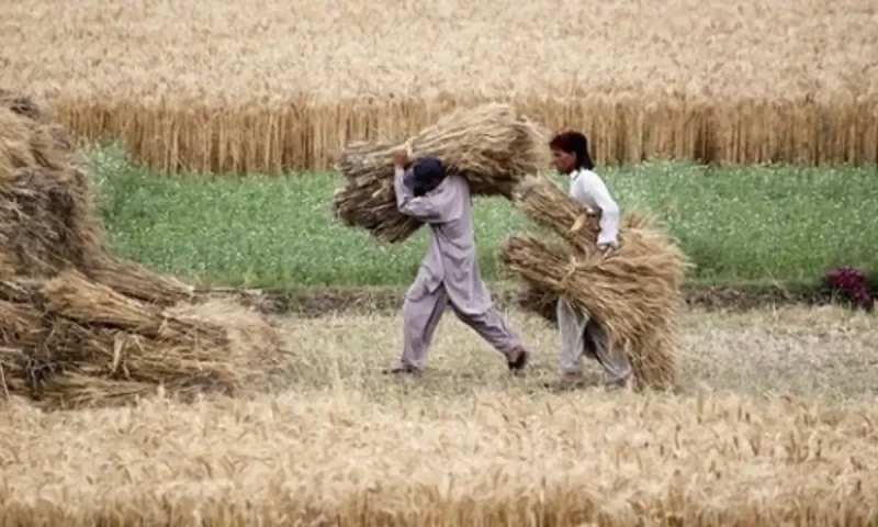 Govt removes support price for wheat on IMF demand