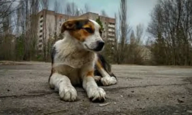Research uncovers how Chernobyl dogs survived in nuclear disaster zone