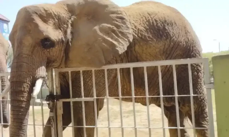 Post-mortem report reveals how Sonia the elephant died