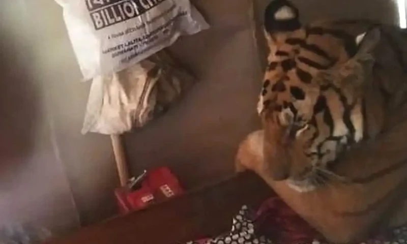 Tigress Zeenat enters Purulia after traveling nearly 200km from Jhargram