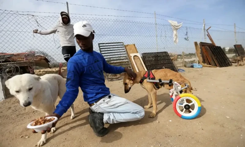 Stray dog attacks injure 300,000 people in Sindh in 2024