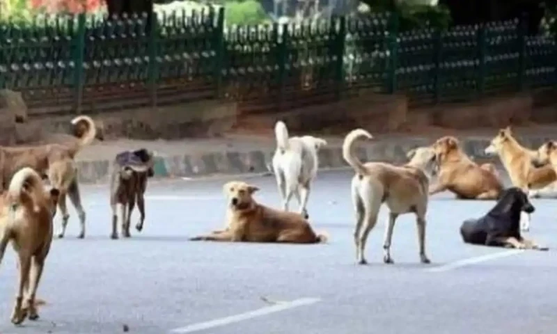 Stray dogs bit 300,000 people in Sindh this year