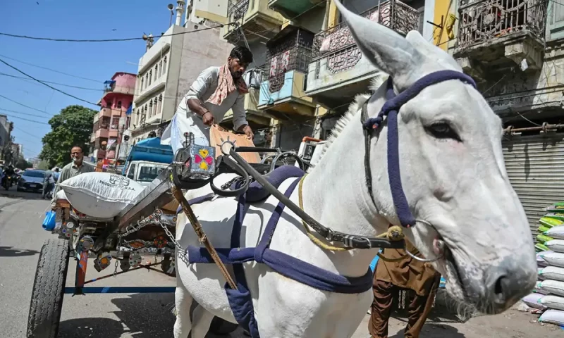 Why is there high demand for donkeys in China?