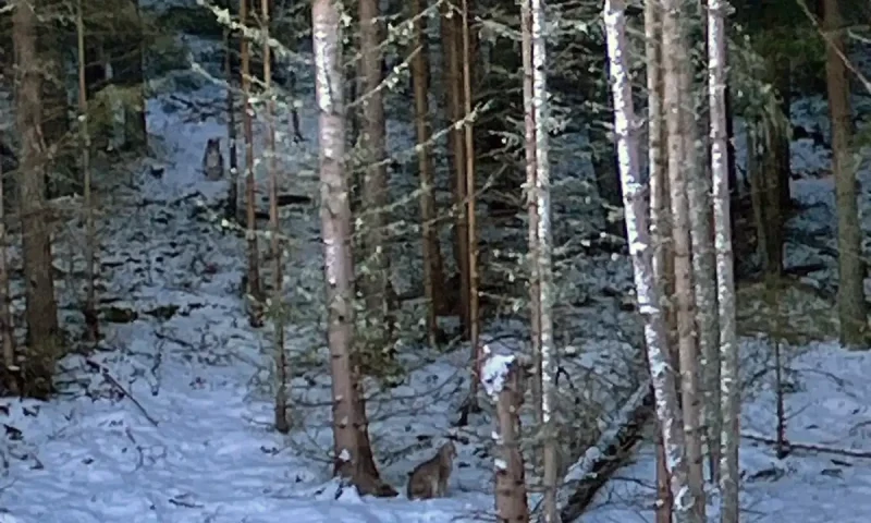 Lynx found in Scotland&rsquo;s national park dies after capture