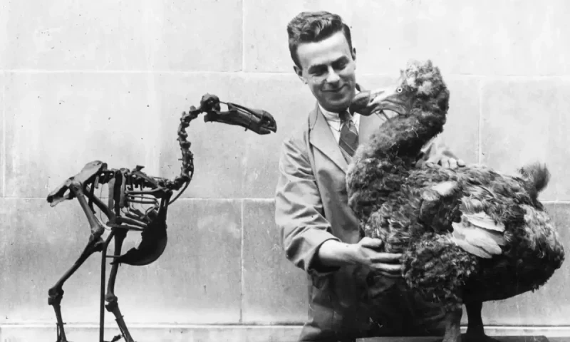 کارڈف کے نیشنل میوزیم آف ویلز میں 1938 میں ڈوڈو کا ڈھانچہ۔