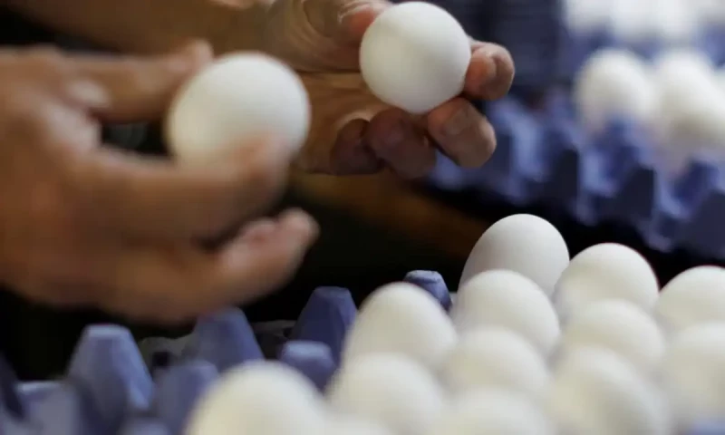 Salmonella contamination leads to egg recall in Canada