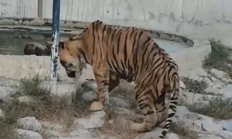 Bengal tiger dies at Bahawalpur Sher Bagh