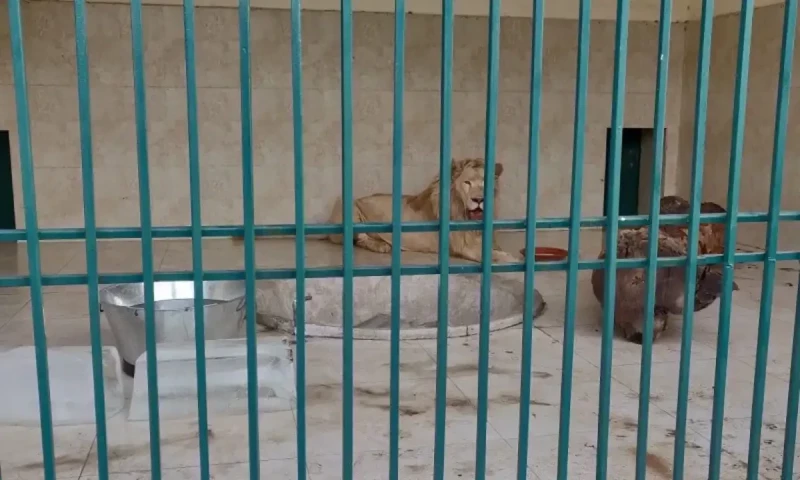 Jallo Park employee arrested for intentionally allowing lion to escape