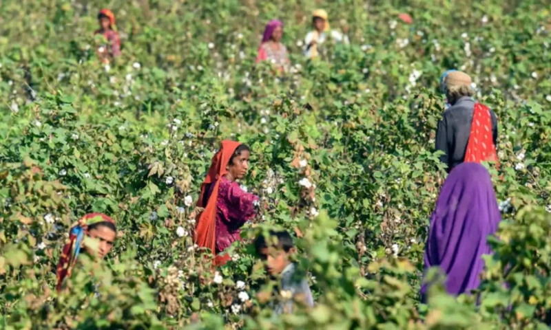 Sindh prepares draft of Sindh agricultural income tax law