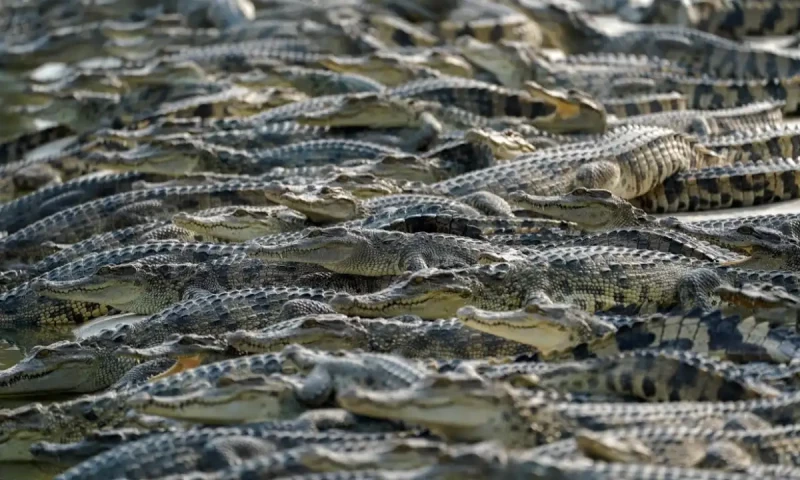 Crocodile farming begins in Pakistan to boost leather industry, tourism