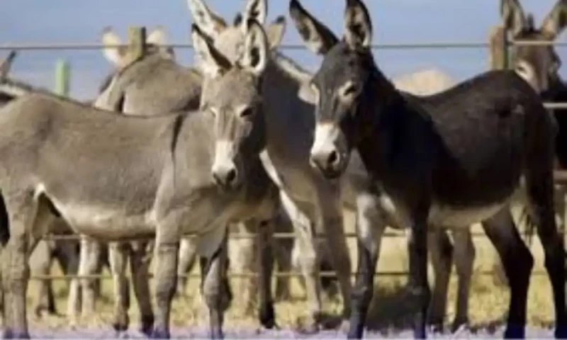 Donkey slaughterhouse begins production in Gwadar