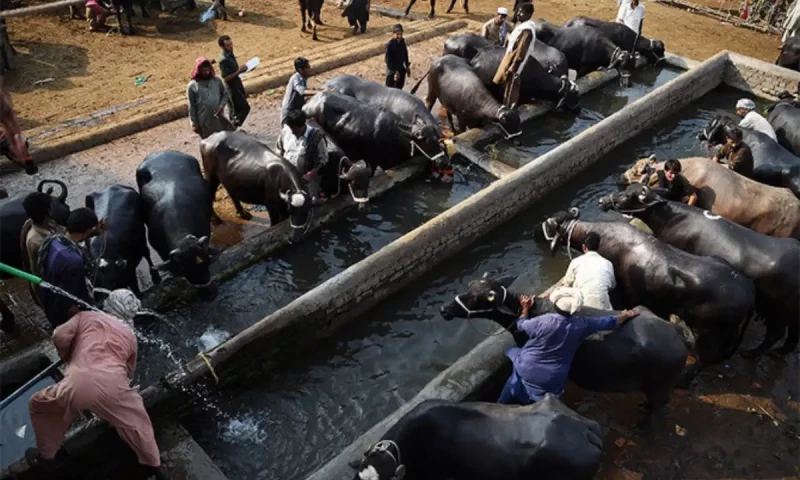 Indonesia ditches India to import water buffalo meat from Pakistan: report