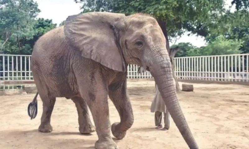 Two elephants at Karachi&rsquo;s Safari Park diagnosed with tuberculosis