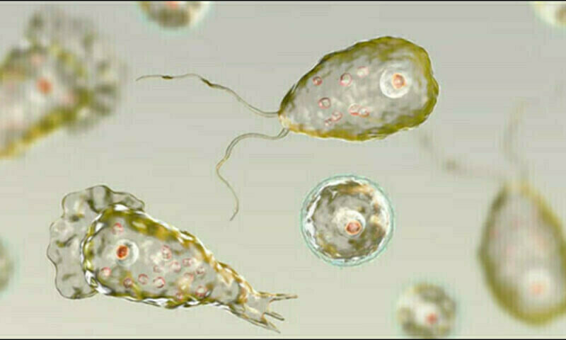 Karachi reports first Naegleria case of the year
