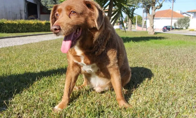 Dog shoots man in bed, &lsquo;paw stuck in trigger&rsquo;