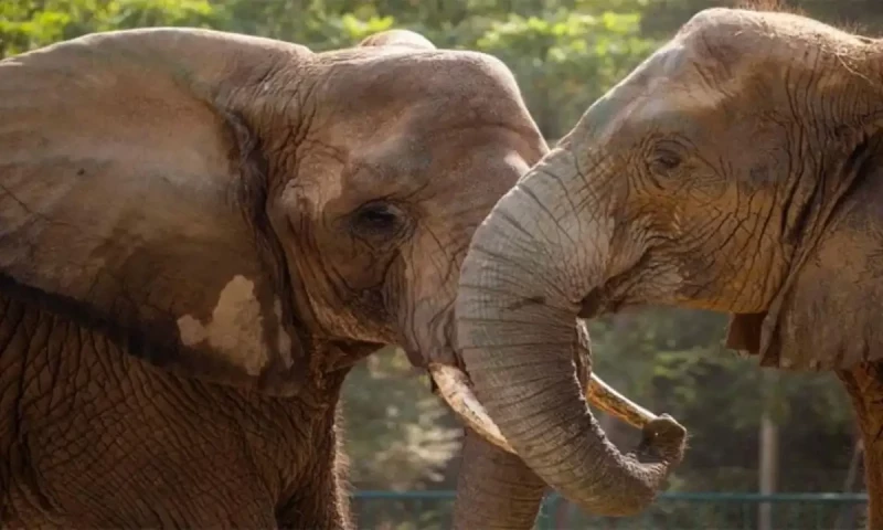 Technical committee formed for treatment of Karachi Safari Park&rsquo;s ailing elephants