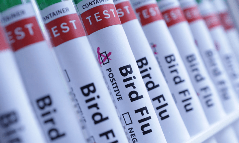 Bird flu spreads in US and Europe, raising fears of human transmission
