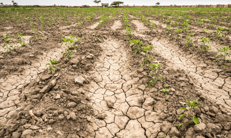 PDMA warns of drought risk in Punjab, threatening key crops